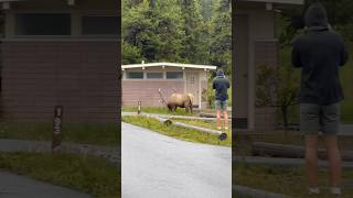 Bull elk takeover #yellowstone