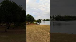 Aiea Bay State Recreational Park | Pearl Harbor #shorts #hawaii #nature #birdsounds #birdlovers