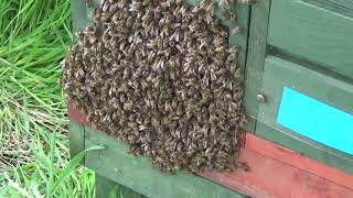 A bee beard!