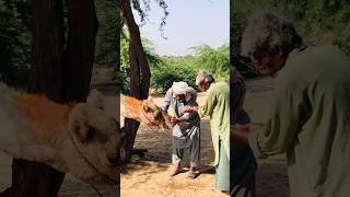 A camel herder is treating a camel #shorts