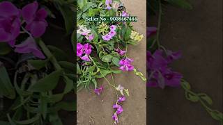 Orchid flower Plants online sell kolkata market wholesale rate