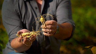 Straffordville-Grown North American Ginseng | WE ARE THE BEST