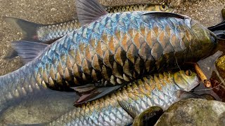 Best Seasonal🎣 Bait Mahseer,😯 Catching BIG Fish