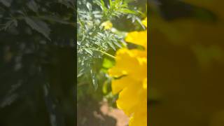 Marigold flowers combination || Home Gardening | #flowers #gardening #youtubeshorts