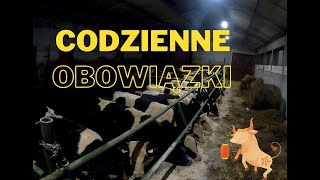 Vlog 6 Codzienne obowiązki czyli karmienie byków. Naprawa rozsiewacza unia mx