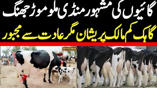 Today Malumor Mandi Jhang Rates Update | Cows Fresh Rates Update | Cow Mandi