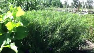 Amsonia and Silphium