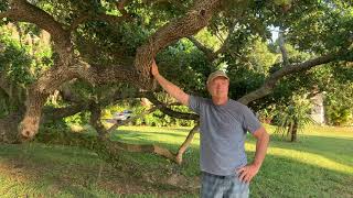 Natural Engineering - the Amazing Live Oak can hold tons!