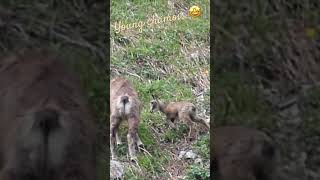 Young chamois in Prealps / Jeune chamois dans les Préalpes #suisse #nature #nature #chamois