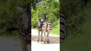 Zebra's at Kruger National Park, South Africa.