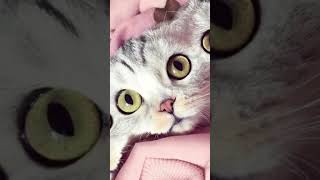 Милые фото кошек для души! Картинки котиков Эдит😻