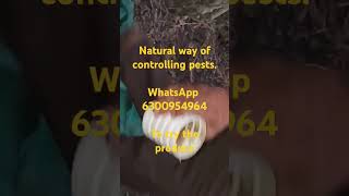 Natural way of pest control by an AP farmer. WhatsApp to try the produce yourself at 6300954964