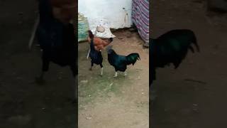 #vlog-04 AAJ HUM LENE GAE NEW MURGE #viral #minivlog #reels #short