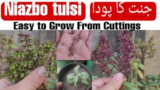 Niazbo  Easy to Grow from cuttings +seeds|How to Collect Niazbo seeds |Niazbo Tulsi Grow  cuttings