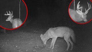 BEST Trail Camera Videos of the year! (2023)