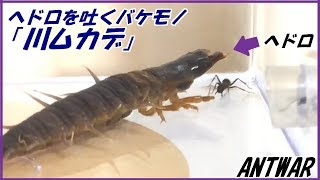 蟻戦争Ⅲ＃64 「川ムカデ」ｖｓクロヤマアリ～ヘドロを吐くバケモノ～編～Ants vs River Centipede～