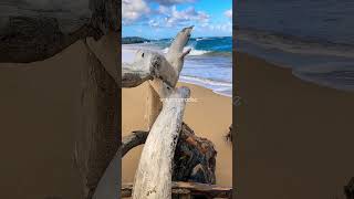 Kauai Hawaii #shorts #beach #nature #waves