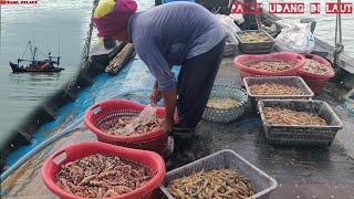 panen raya udang laut #trawl #shrimp  #seafood