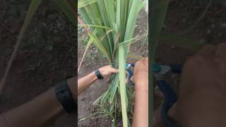 Gunting daun serai agar tumbuh lebat #berkebun #berkebundirumah #daunserai