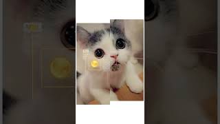 Милые фото кошек для души! Картинки котиков Эдит😻