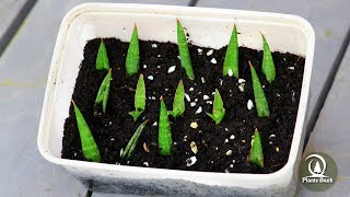 How to Grow Succulents Sansevieria francisii - Snake Plant