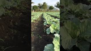 Cabbage garden#shorts