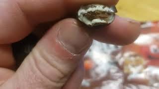 Campfire Smores M&M's