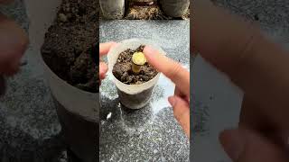 Smart method of propagating aloe vera using branches #shorts