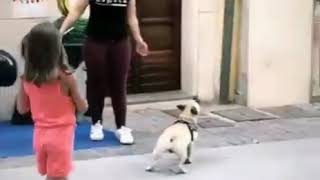 Dog playing with balloon in Italy