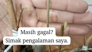 Cara Sambung Pucuk Durian (dulu sering gagal)