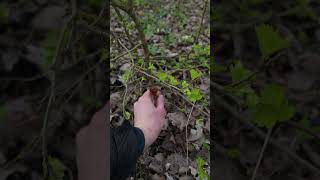 Spring Mushroom Foraging and Photography #shorts - Verpa bohemica | Wrinkled Thimble morel | Fungi