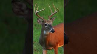 Buck feeding #feathersandfins #bowhunting #hunting