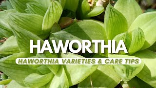 Haworthia Succulents: The Ultimate Care Guide