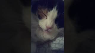 MORE footage of my cat