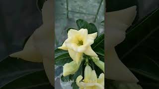 Gaint Adenium tower grafted plant | masterpiece | Adenium obesum  # shorts