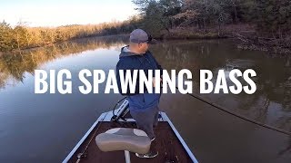 BIG SPAWNING BASS!