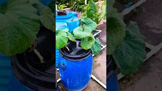 Viral Method: Grow food in barrel pumpkin bottle gourd cucumber #hydroponics #dwc #barrel #bucket