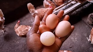 Different type of eggs and sizes explained|chicken farming|layers farming.