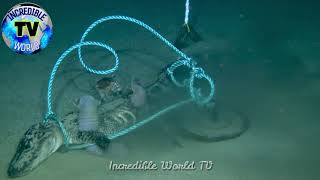 Deep Sea Alligator Food Fall Discovery | By Incredible World TV