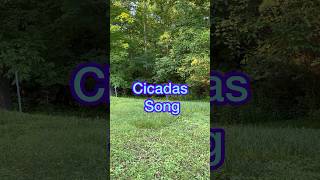 Cicadas Song #cicada #Cicadas