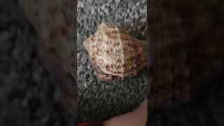 Playtime with “Army” the Hermit Crab