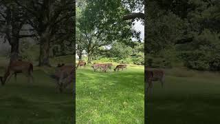 Nara Deer in Leicester 奈良小鹿在李斯特城#flower #jisoo #blackpink #jennie #lisa #rose #jisoo #kpop#shorts