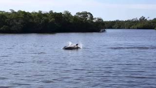 Dolphin feeding frenzy near Sanibel Island, FL.