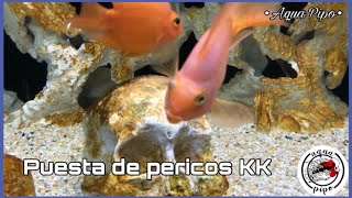 Desove de pericos King kong en acuario comunitario // Aqua Pipo