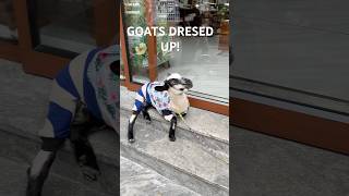 Goats Dressed Up!#travel #thailand #short #goat #jamaica