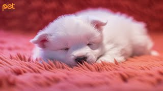 Dog Music: 24 HOURS | Deep Sleep Relaxation Melodies to CALM YOUR DOG #7