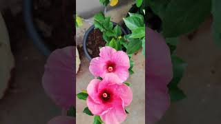 More than just a pretty flower 🌺🌺#pottedplants #terracegarden #hibiscus