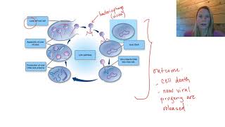 Replication of dsDNA viruses