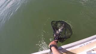 Catfish on bass lures on Lake Norman