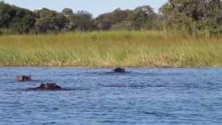 Hippos on the Okavango Delta